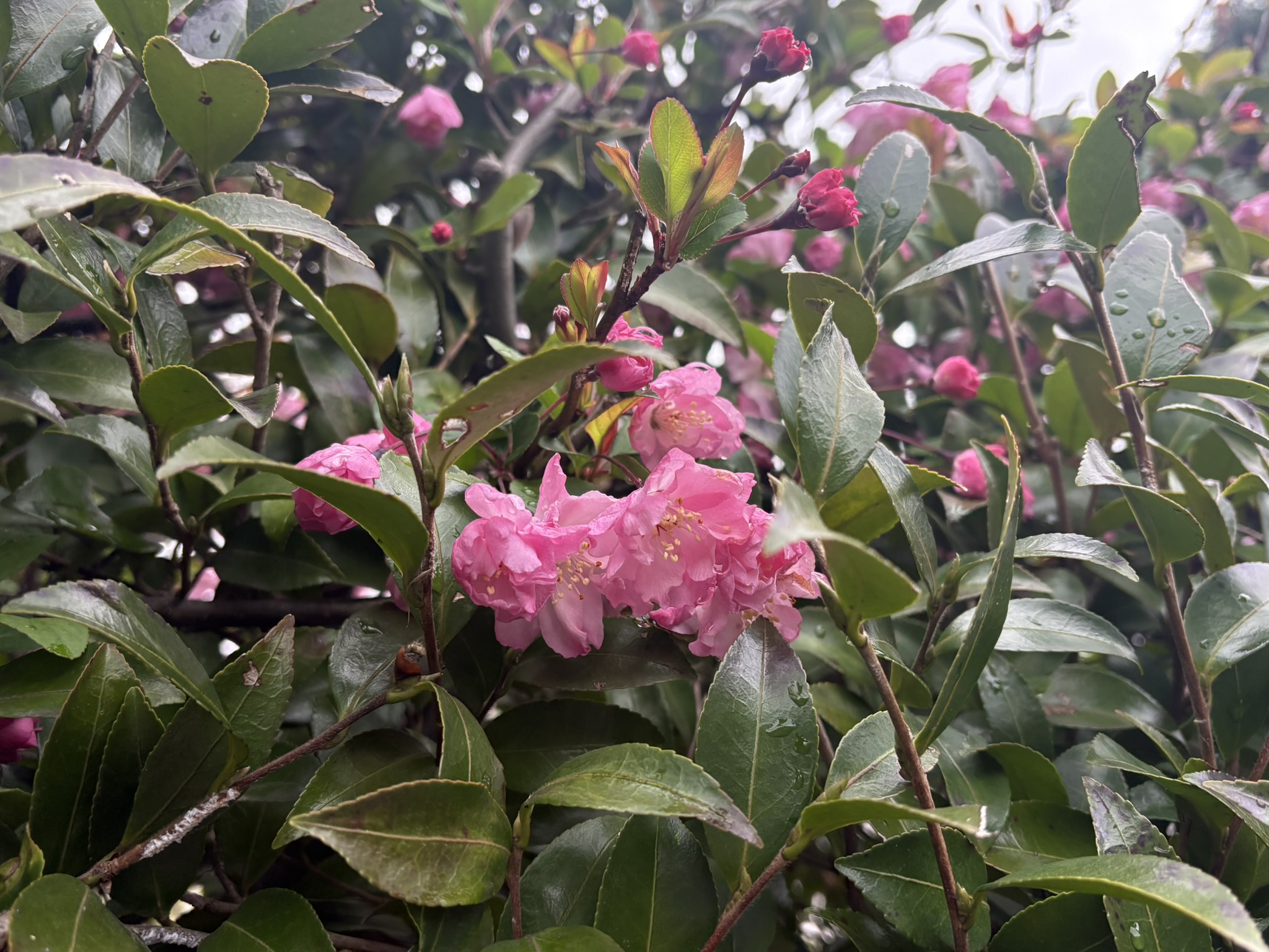 サザンカ？ハナカイドウ？ 2026-04-01